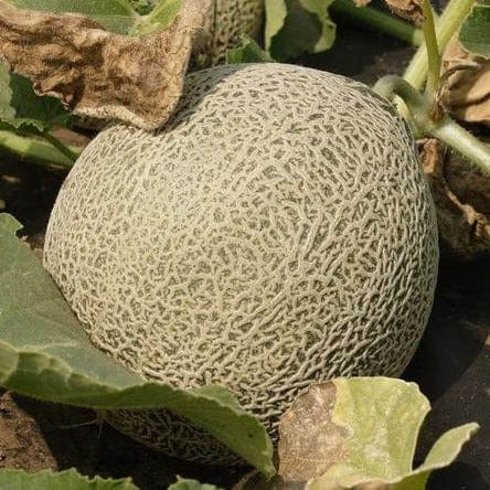 Melons Earlichamp - West Coast Seeds