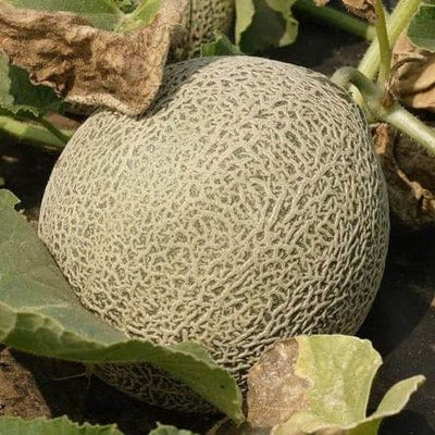 Melons Earlichamp - West Coast Seeds