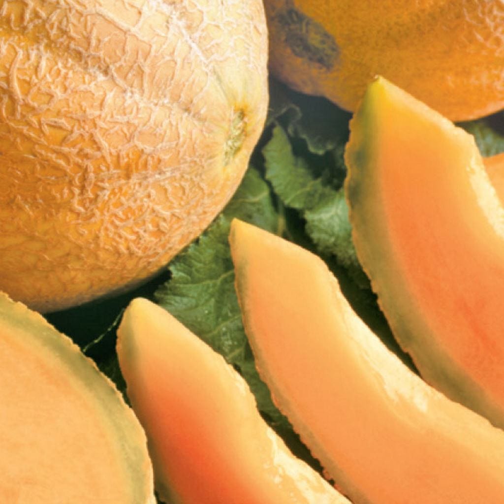 Cantaloupe Honey Rock, Sow Easy - McKenzie Seeds