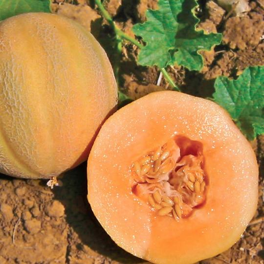 Cantaloupe Minnesota Midget - McKenzie Seeds