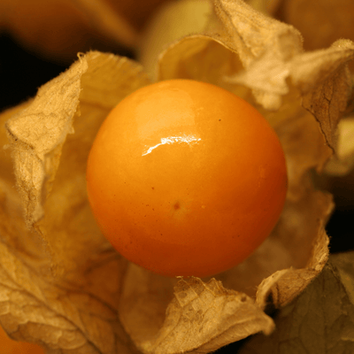 Cape Gooseberry - Salt Spring Seeds
