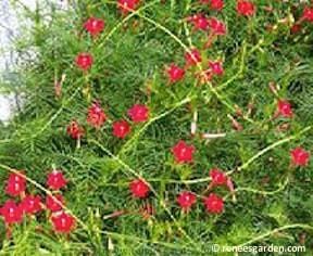 Cardinal Climber Vine - Renee's Garden