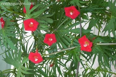 Cardinal Climber Vine - Renee's Garden