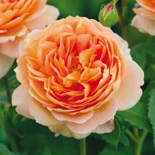 Orange Carding Mill - David Austin Rose