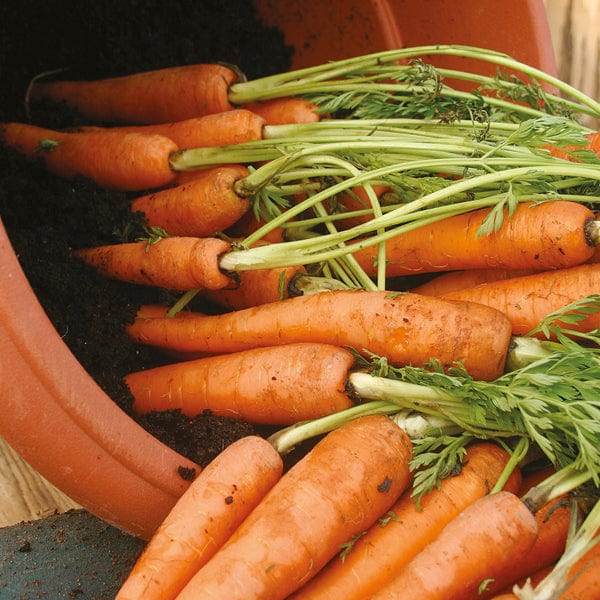 Carrot Amsterdam 3, Seed Tape - Mr. Fothergill's Seeds