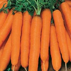 Carrot Amsterdam - Mr. Fothergill`s Seeds