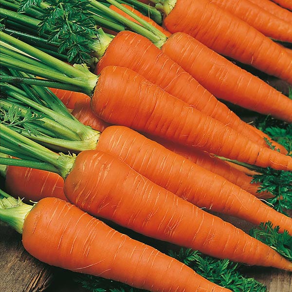 Carrot Autumn King 2 - Mr. Fothergill`s Seeds