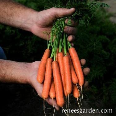 Baby Carrots Babette - Renee's Garden