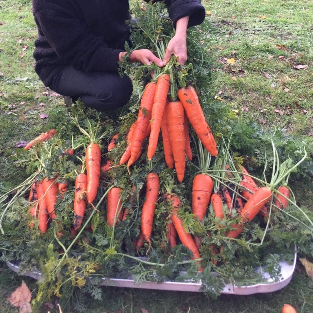 Carrot Berlicummer - Salt Spring Seeds