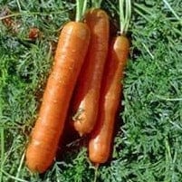 Carrots Bolero Nantes - Renee's Garden Seeds