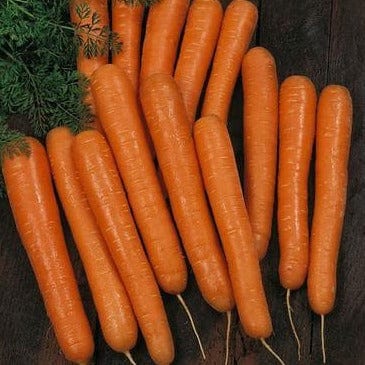 Carrots Bolero Nantes - Renee's Garden Seeds