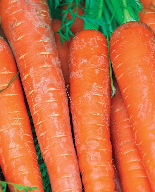 Carrot Bolero Pelleted - West Coast Seeds