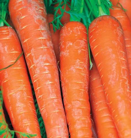 Carrot Bolero - West Coast Seeds