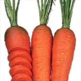 Carrot Chantenay - Aimer's Organic Seeds
