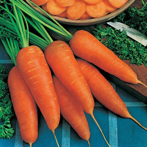 Carrot Chantenay Red Cored - Mr. Fothergill`s Seeds