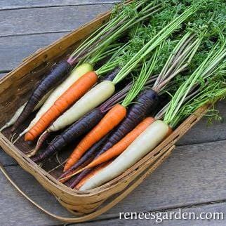 Carrots Circus Circus - Renee's Garden 