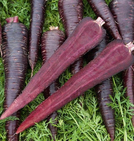 Carrot Deep Purple - West Coast Seeds