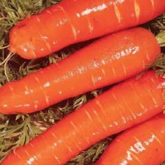 Carrot Gigante Flakkee - McKenzie Seeds