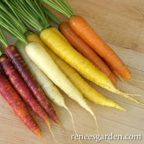 Carrots Harlequin Mix - Renee's Garden