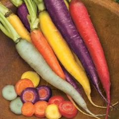 Carrot Kaleidoscope - Burpee Seeds
