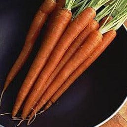 Carrot King Midas - Renee's Garden Seeds