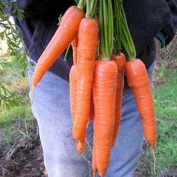 Carrot King Midas - Renee's Garden Seeds