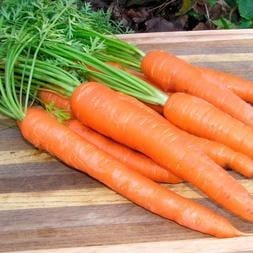 Carrot King Midas - Renee's Garden Seeds