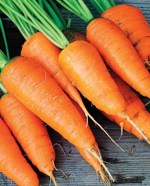 Carrot Kuroda Nova - West Coast Seeds