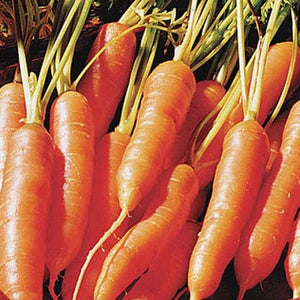 Carrot Little Finger - Burpee Seeds
