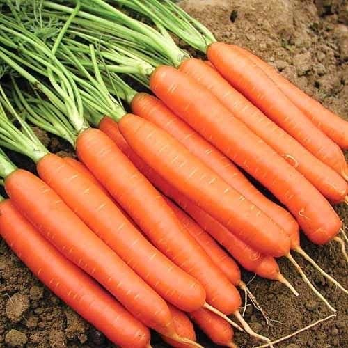 Carrot Little Finger - Cornucopia Seeds