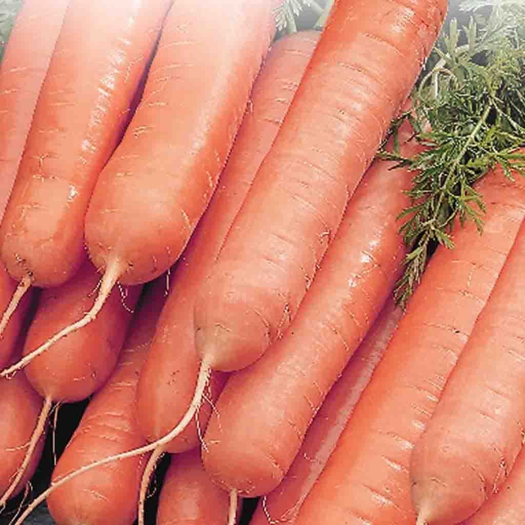 Carrot Little Fingers - McKenzie Seeds