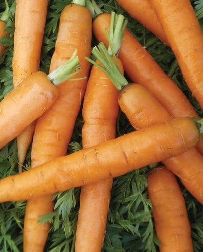 Carrot Little Fingers - West Coast Seeds