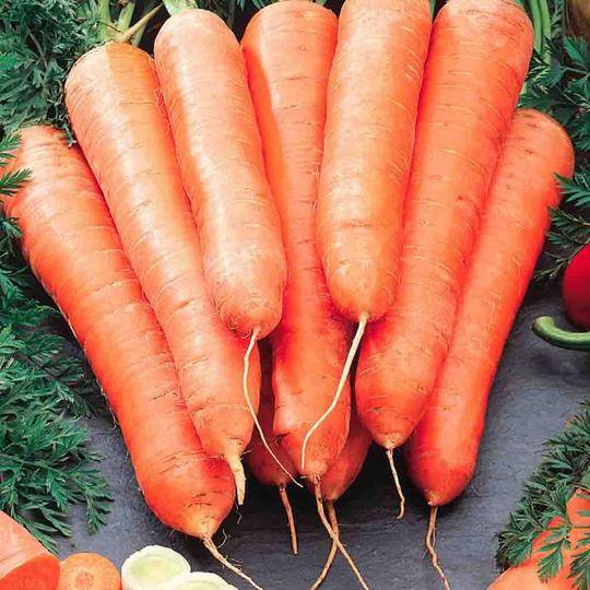 Carrot Mezza Lunga Nantese - McKenzie Seeds