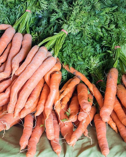 Carrot Mokum - West Coast Seeds