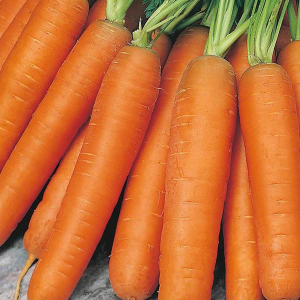 Carrot Nantes Seed Tape