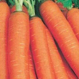 Carrot Nantes Coreless - Aimers