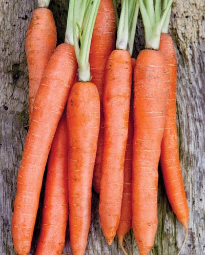 Carrot Nantes Coreless - West Coast Seeds