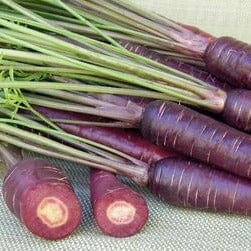 Carrot Purple Sun - Renee`s Garden Seeds