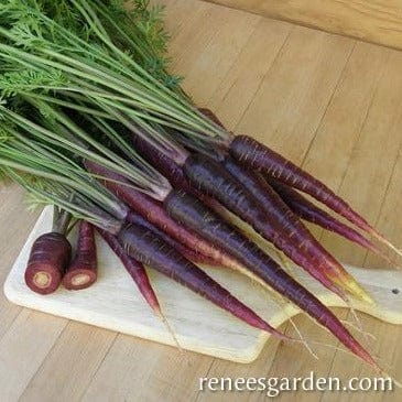 Carrot Purple Sun - Renee`s Garden Seeds