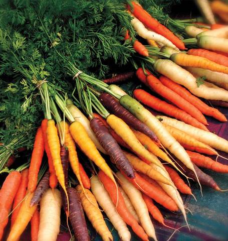 Carrot Rainbow Blend - West Coast Seeds