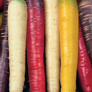 Carrot Rainbow Mix, Sow Easy - McKenzie Seeds