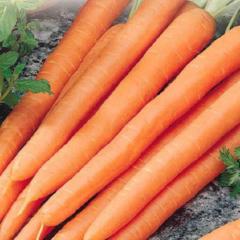 Carrot Red Cored Danvers - McKenzie Seeds