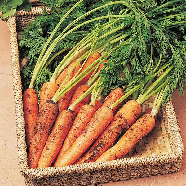 Carrot Resistafly F1 - Mr. Fothergill's Seeds