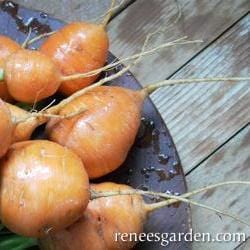 Carrot Round Baby Romeo - Renee's Garden Seeds