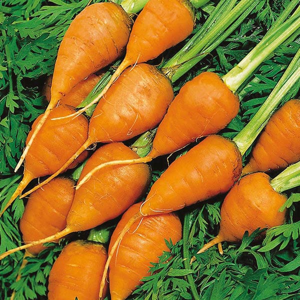 Carrot Royal Chantenay 3 - Mr. Fothergill's