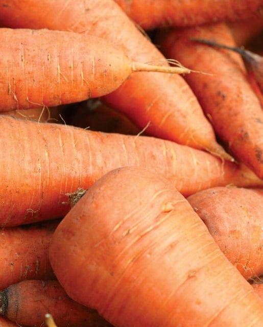 Carrot Royal Chantenay - West Coast Seeds