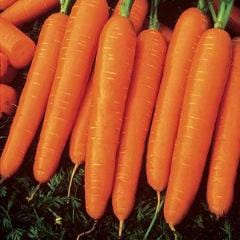 Carrot Scarlet Nantes - Burpee Seeds
