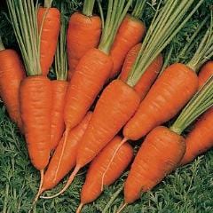 Carrot Short'n Sweet - Burpee Seeds