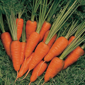 Carrot Short N Sweet