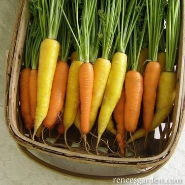 Carrots Sunshine Mix - Renee's Garden 